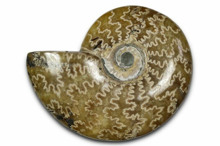 Polished Ammonite (Cleoniceras) Fossil - Madagascar #339176